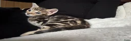 Bengal cats for sale: Bengal x kittens  - Advert 3