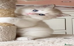 Ragdoll cats for sale: INDOOR TWO MALE GCCF REGISTERED RAGDOLL KITTENS - Image 30