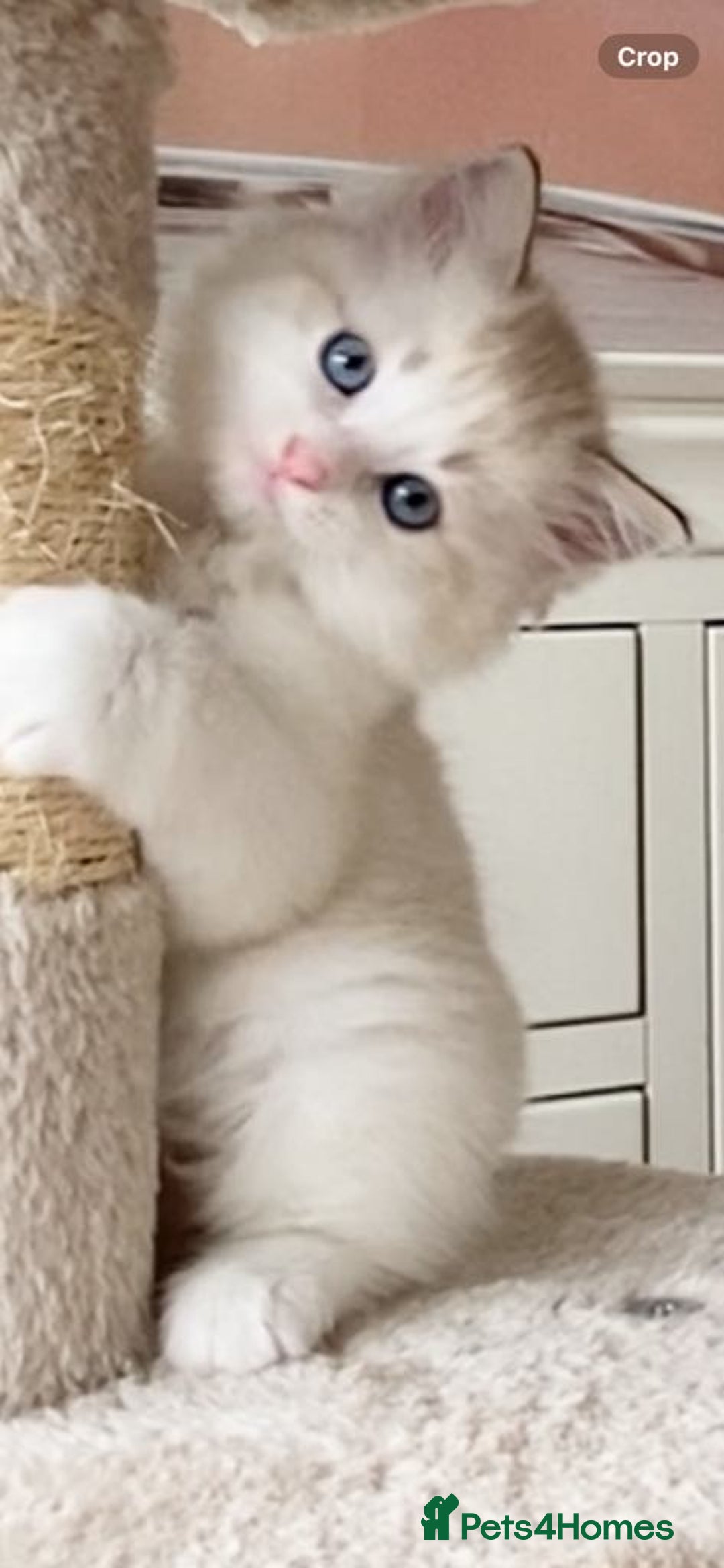 Ragdoll cats for sale: INDOOR TWO MALE GCCF REGISTERED RAGDOLL KITTENS - Image 30