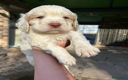 Clumber Spaniel dogs for sale: Clumber spaniel Puppies For Sale COI 6.4% - Advert 13