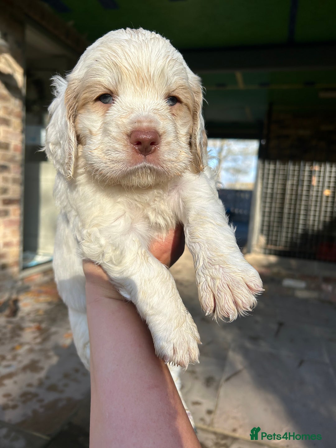 Clumber Spaniel dogs for sale: Clumber spaniel Puppies For Sale COI 6.4% - Advert 13