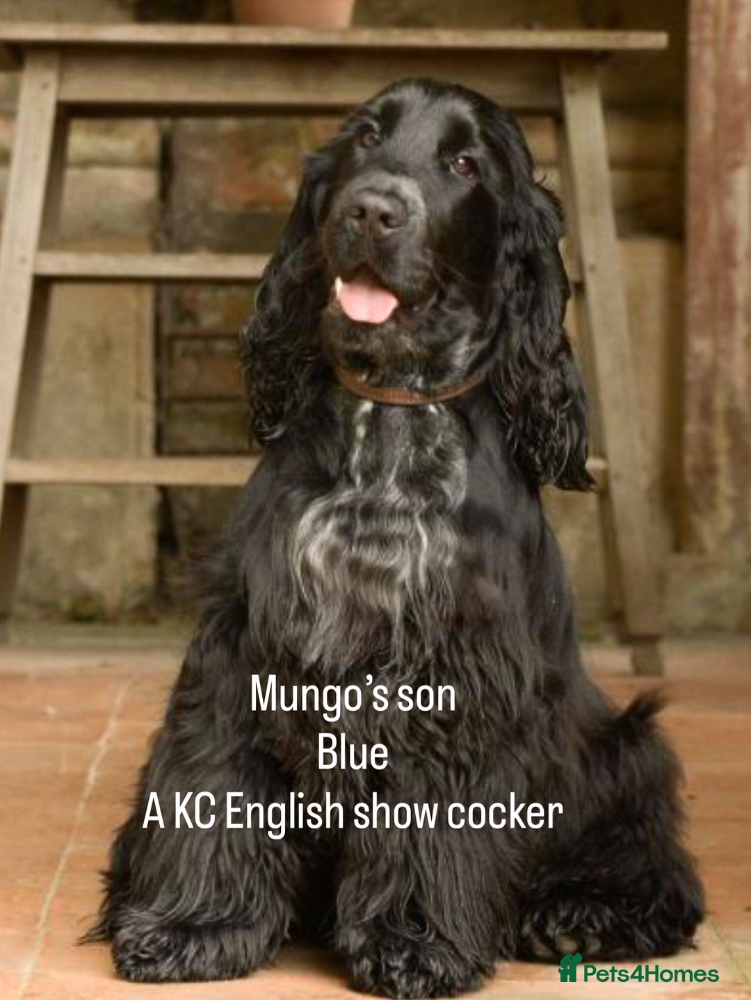 Cocker Spaniel dogs for stud: Mungo GOLDEN English Show Cocker Spaniel KC  in Bradford-on-Avon - Image 27