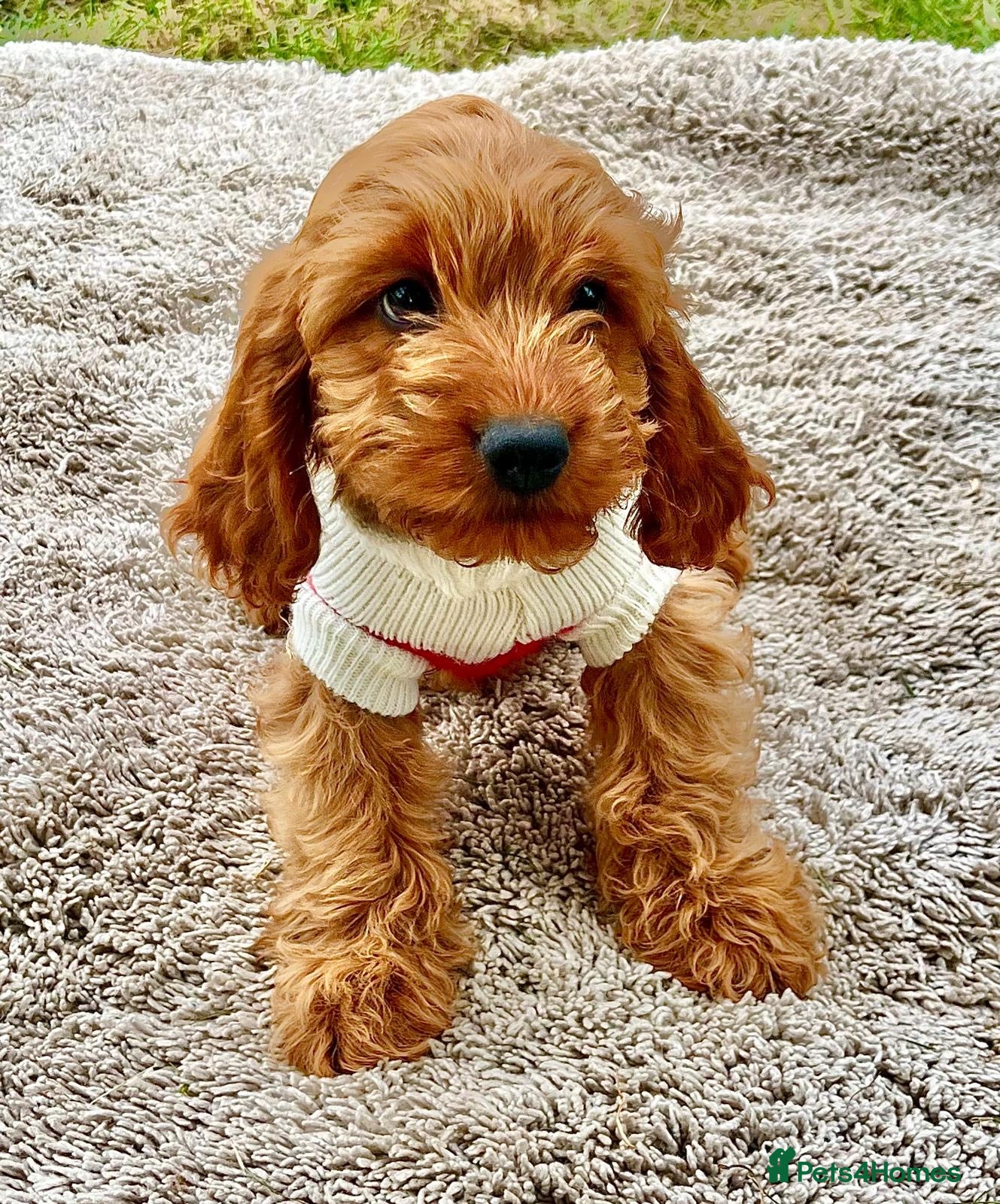 Cockapoo dogs Family raised Cockapoo babies  - Advert 2