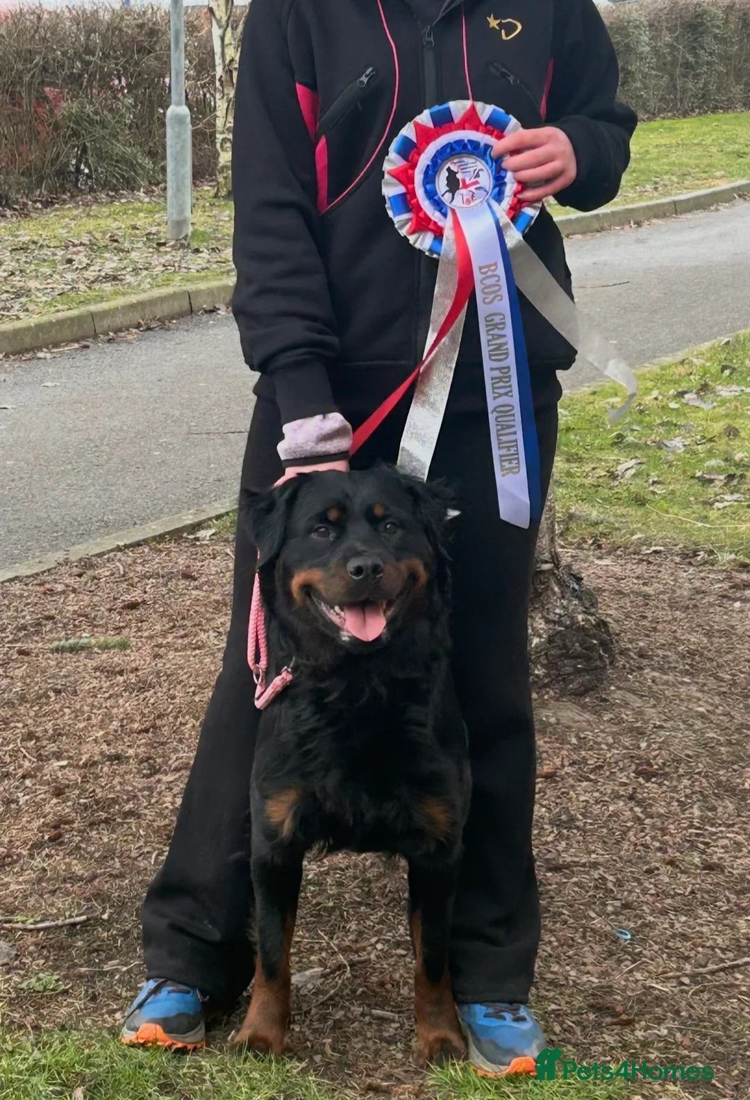 Rottweiler dogs for sale: Rottweilers kc top quality  - Advert 3