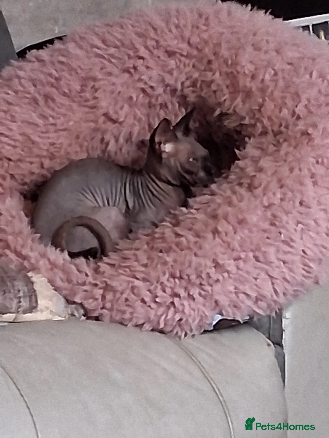 Sphynx cats for sale: Beautiful sphynx kitten - Advert 5