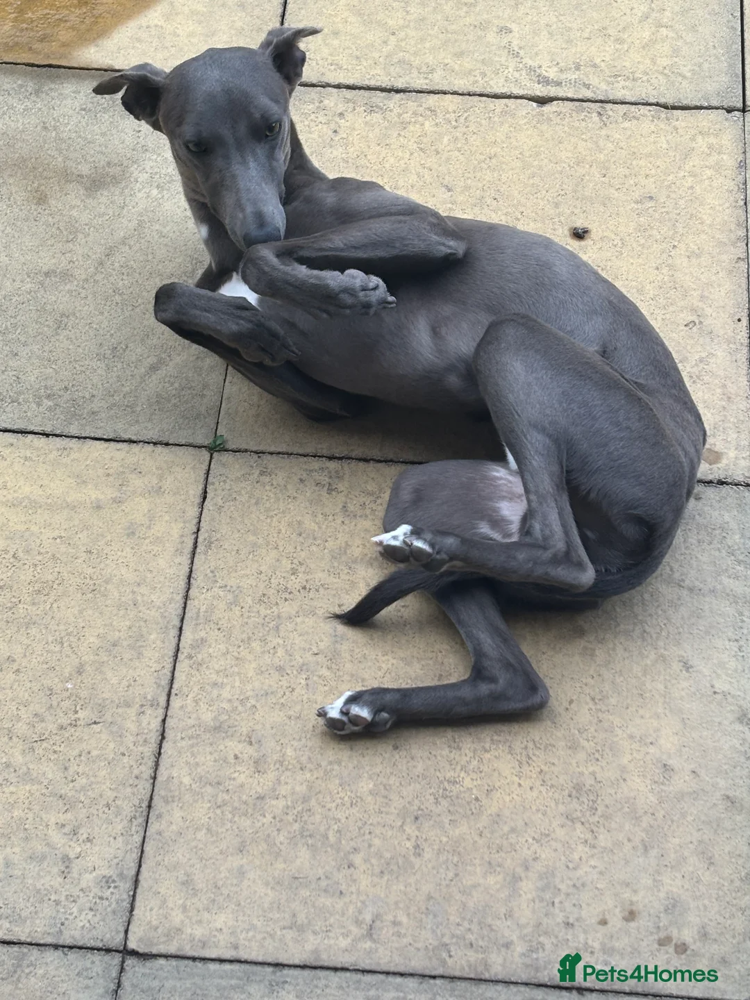 Whippet dogs for sale: Blue male whippet  - Advert 9