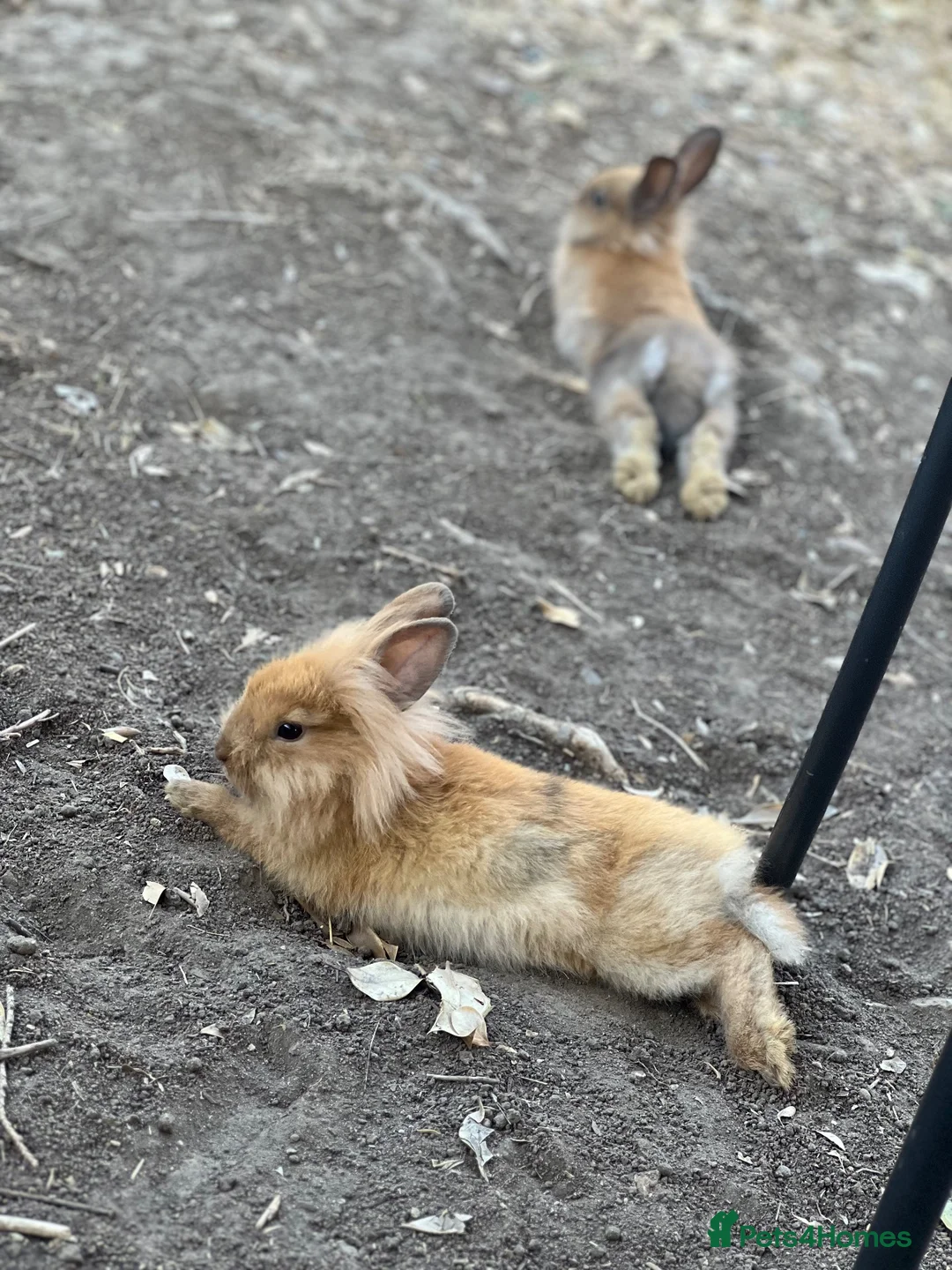 Mixed Breed rabbits for sale: New lionhead rabbits for sale  - Advert 8
