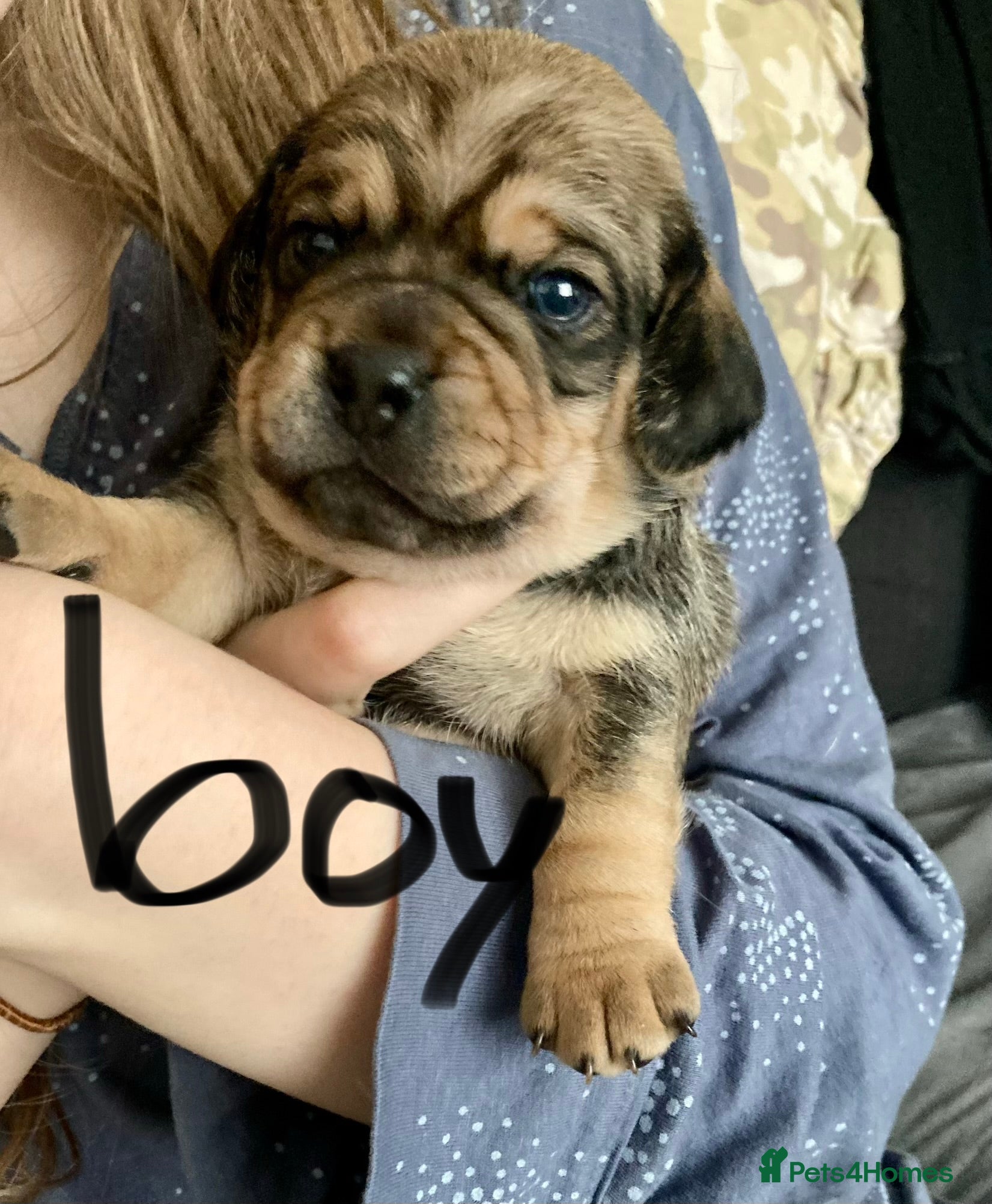 Mixed Breed dogs Beautiful Daug puppies  - Advert 9