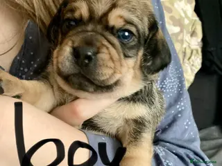 Mixed Breed dogs Beautiful Daug puppies - Advert 4