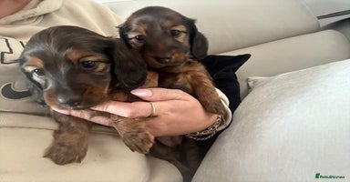 Miniature Dachshund dogs - Advert 12