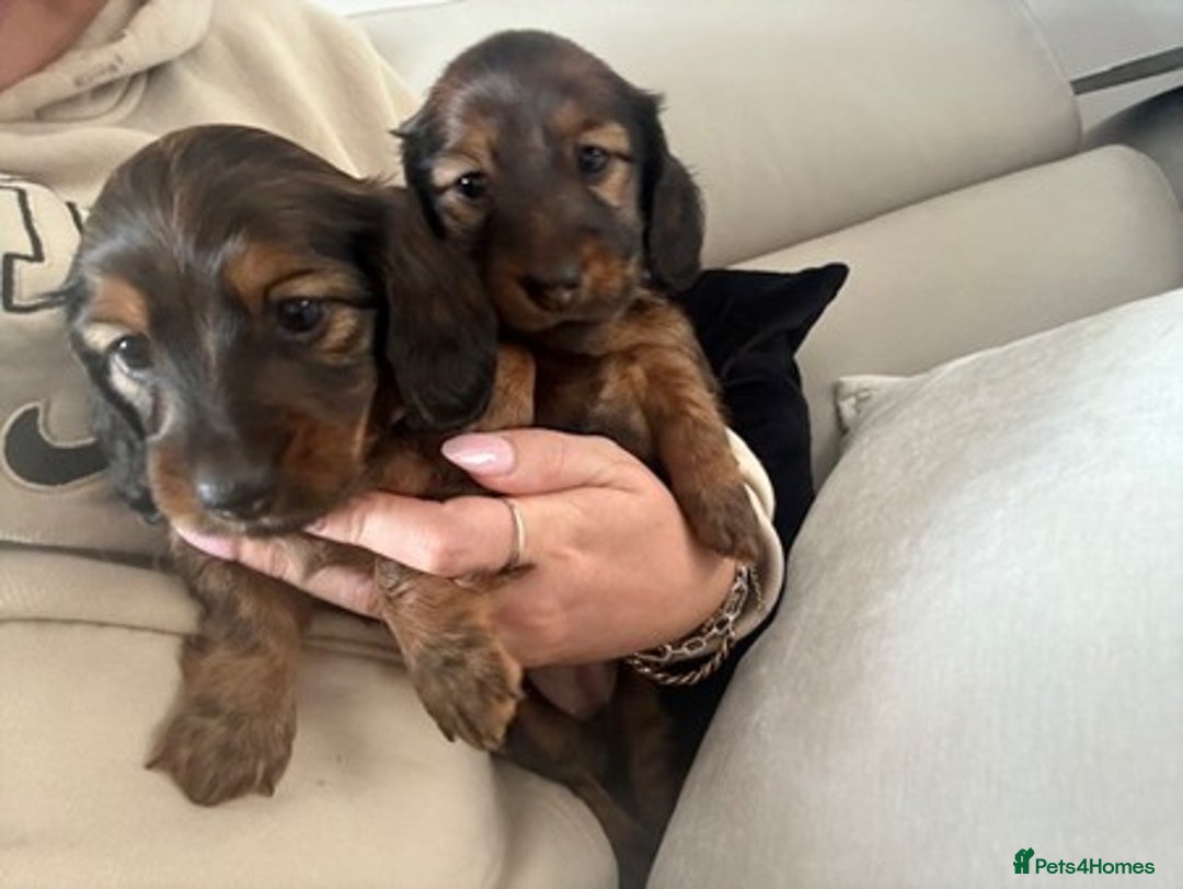 Miniature Dachshund dogs for sale: Last Mini Longhaired Dachshund Girl - READY NOW - Image 2
