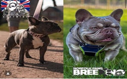 French Bulldog dogs for sale: Beautiful Frenchbulldog puppies 🇫🇷  - Image 13