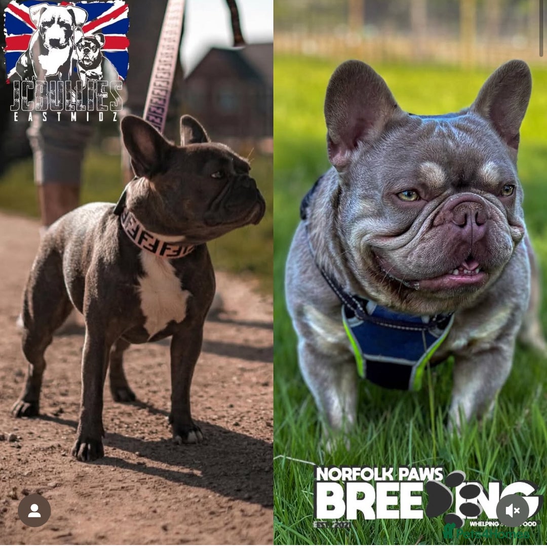 French Bulldog dogs for sale: Beautiful Frenchbulldog puppies 🇫🇷  - Image 13