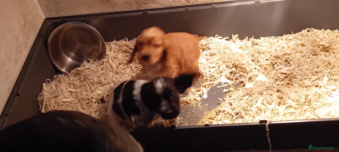 Cocker Spaniel dogs for sale: Cocker Spaniel pups  - Advert 5