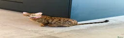 Bengal cats for sale: Beautiful Bengal kittens - only 2 left!  - Advert 11