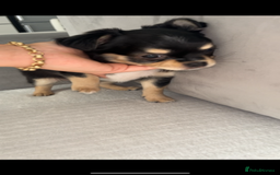 Chihuahua dogs for sale: Long-haired Chihuahua - Image 2