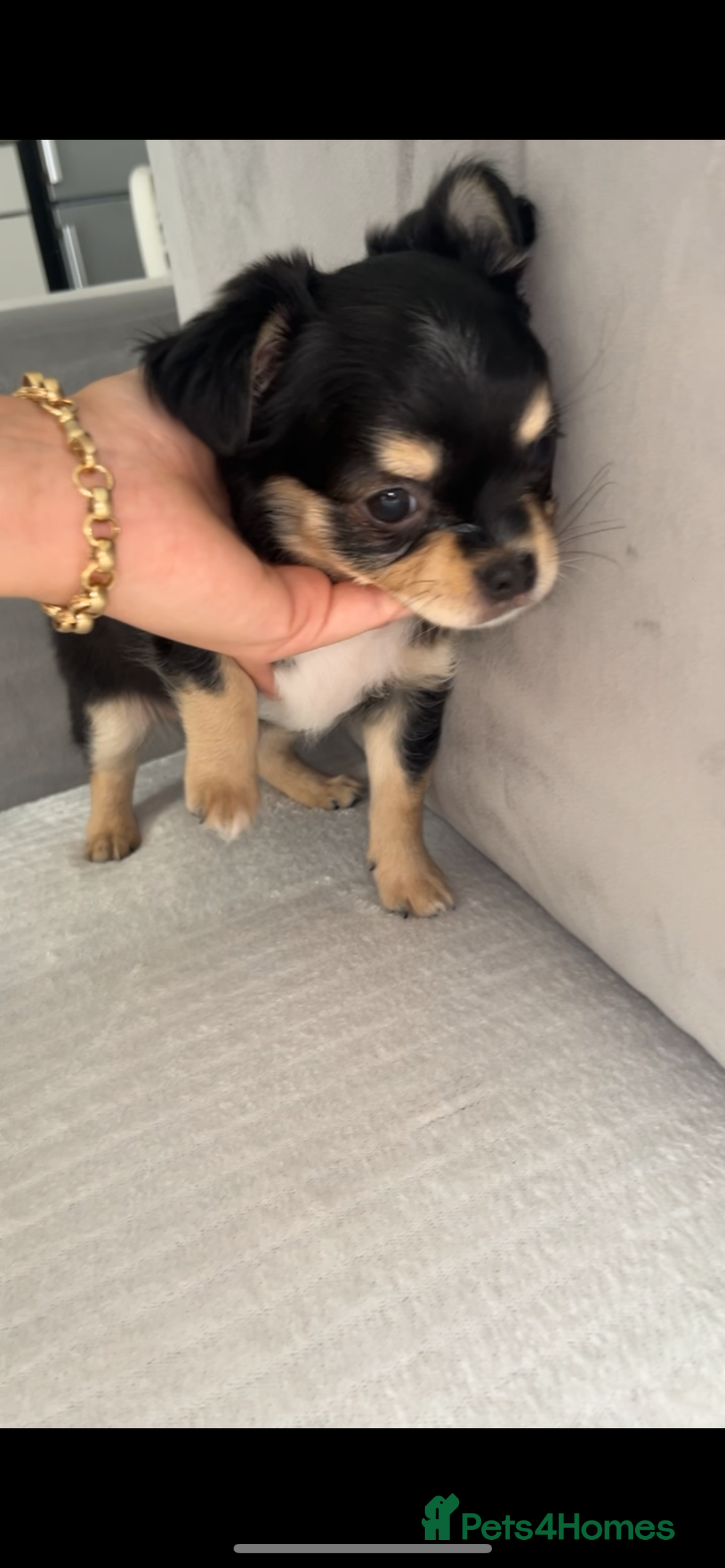Chihuahua dogs for sale: Long-haired Chihuahua - Image 2