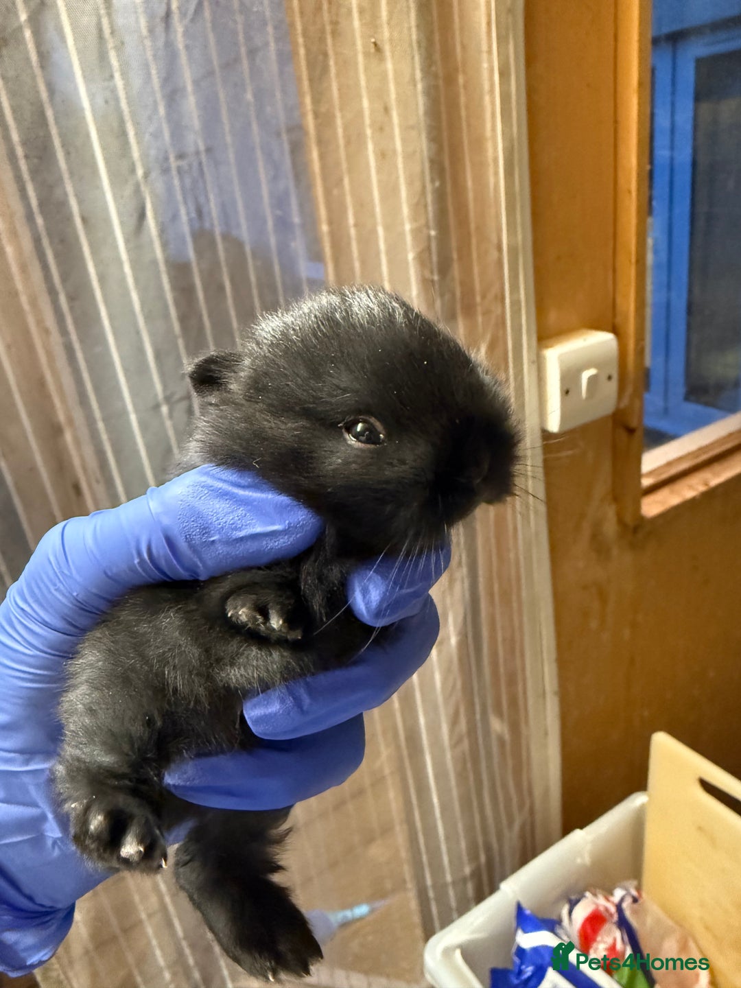 Netherland Dwarf rabbits for sale: Netherland Dwarf female black rabbit - Advert 8
