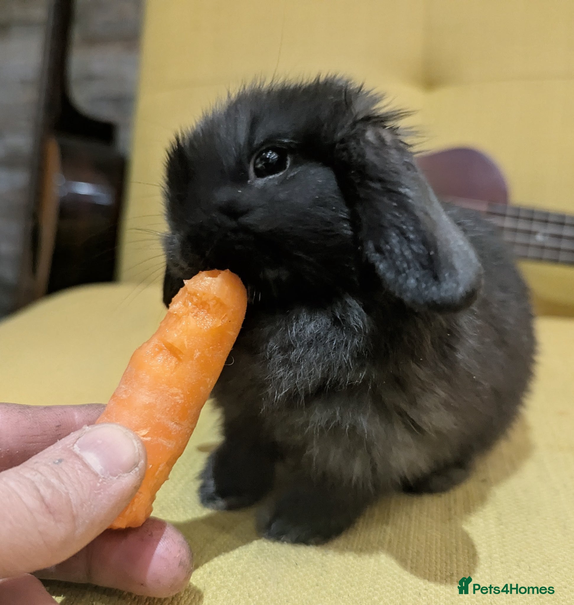 Mini Lop rabbits Mini lop  - Advert 4