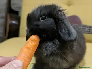 Mini Lop rabbits Mini lop - Advert 4