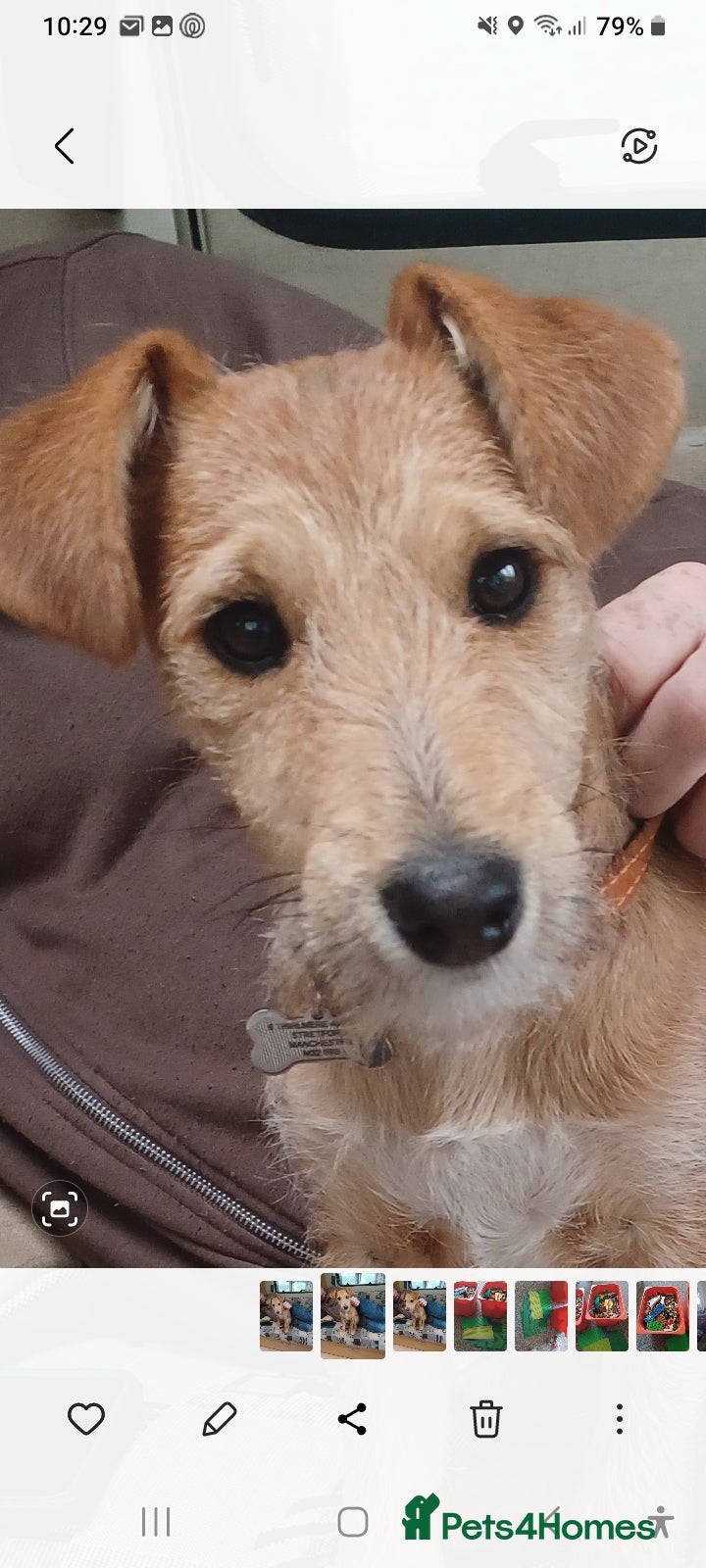 Mixed Breed dogs Oscar - Advert 1