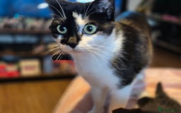 Mixed Breed cats for sale: 3 cute kittens for sale - Advert 3