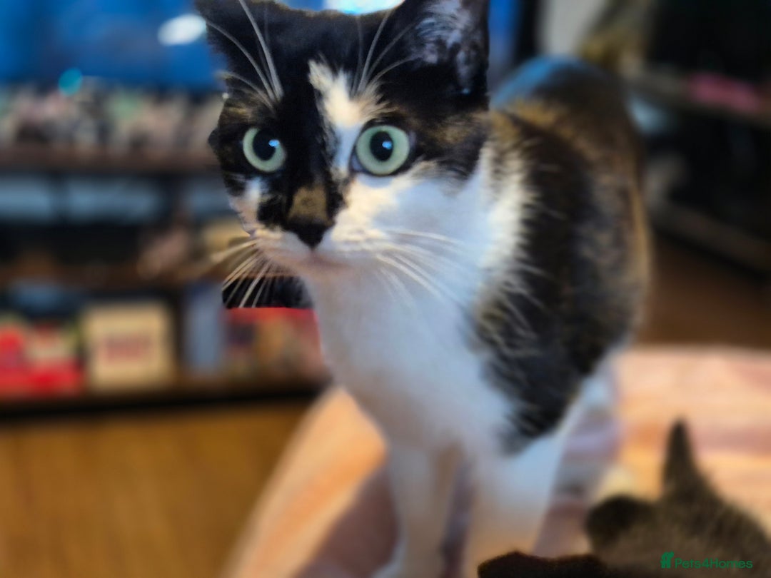 Mixed Breed cats for sale: 3 cute kittens for sale - Advert 3