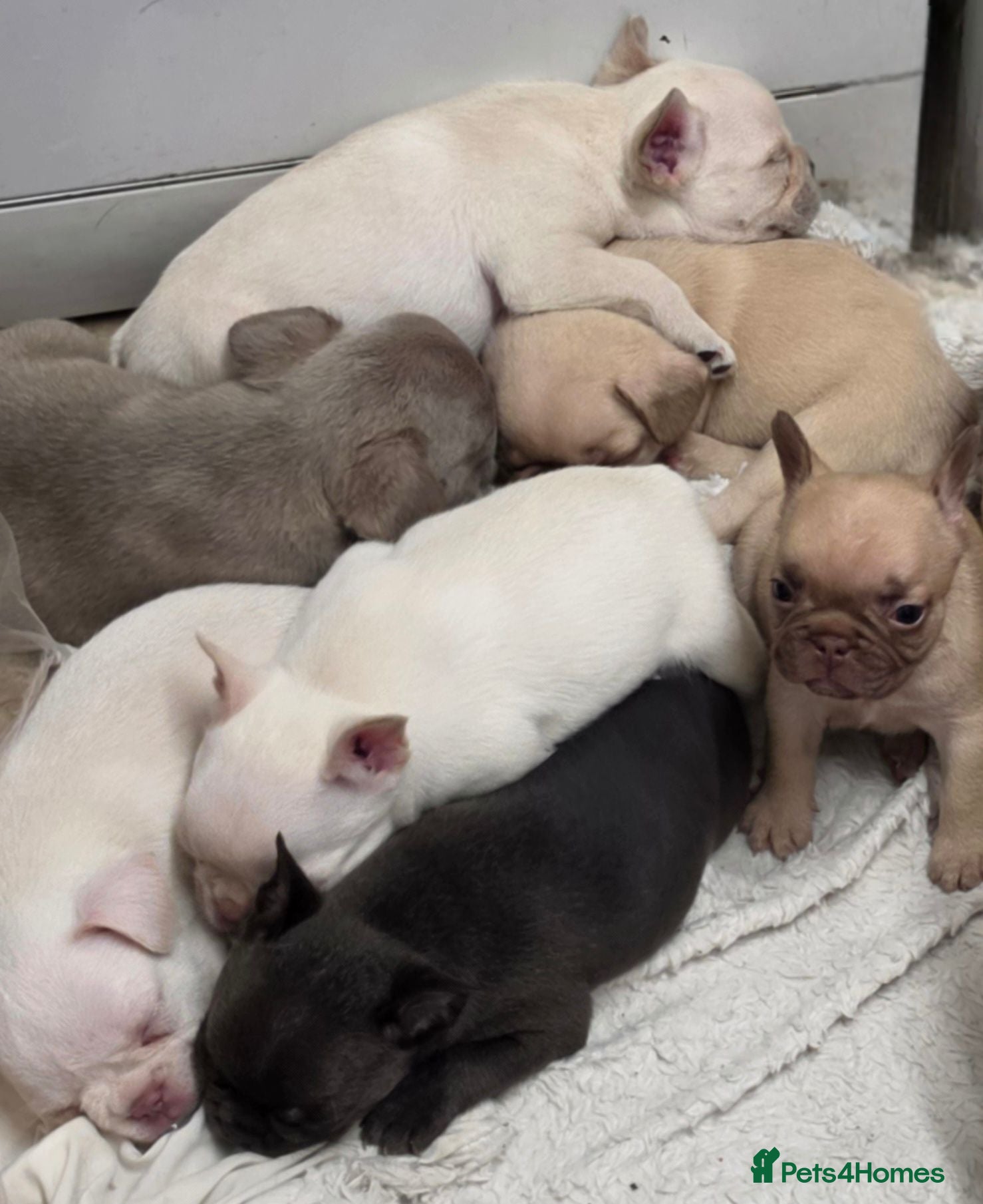 French Bulldog dogs French bulldog puppies  - Advert 13