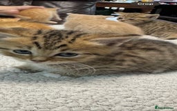 British Shorthair cats for sale: BSH for sale - Image 2