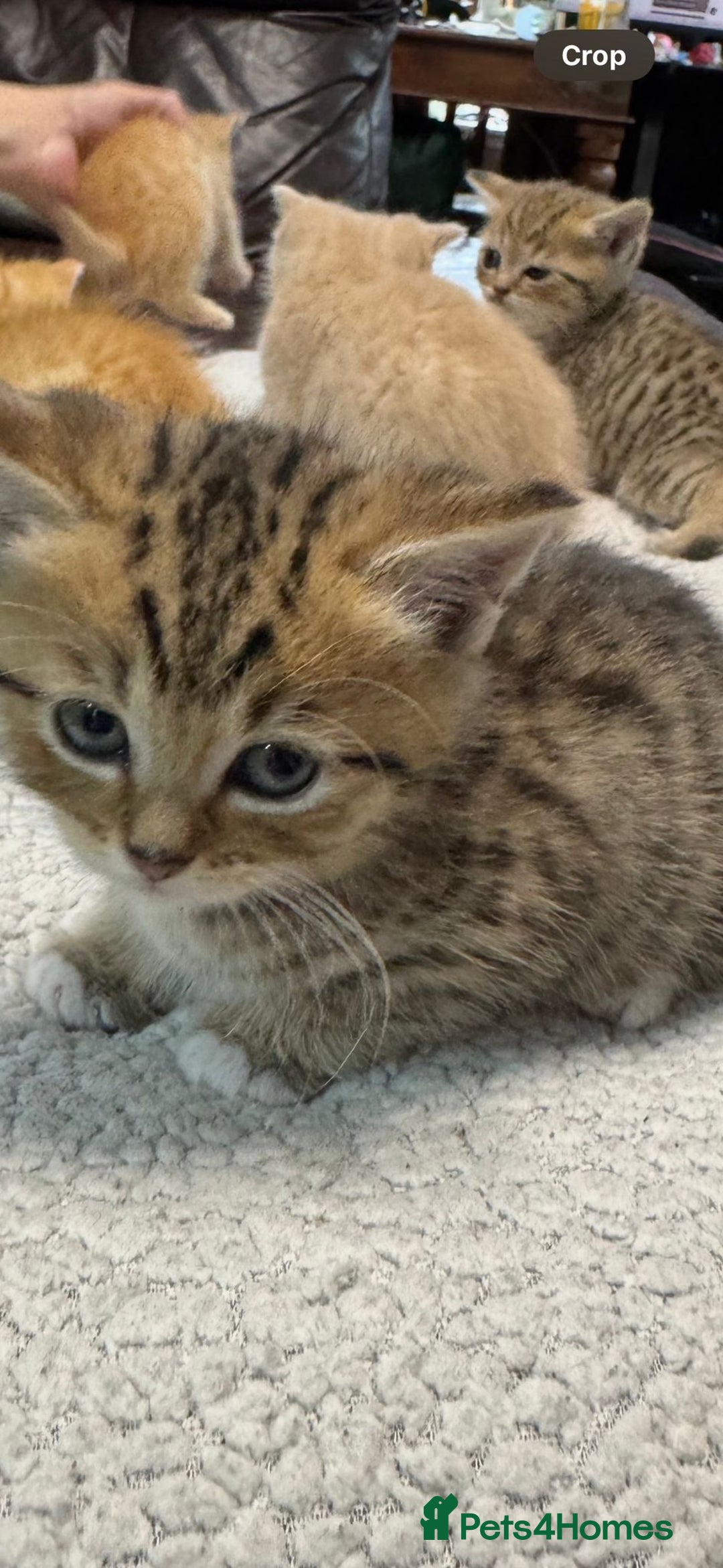 British Shorthair cats for sale: BSH for sale - Image 2