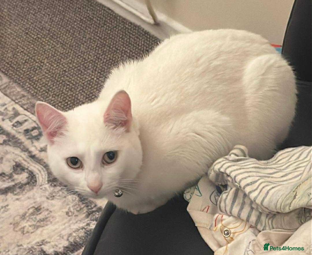 Mixed Breed cats for sale: 3 year old cat  - Advert 3