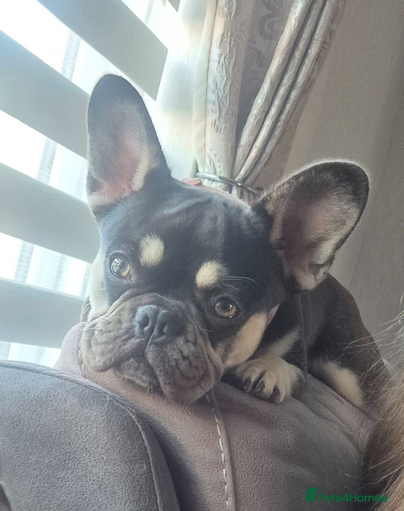 French Bulldog dogs 1yr old female chocolate/tan French bulldog  - Advert 18