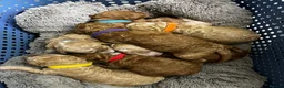 Double Doodle dogs for sale: Rare Australian Double Doodle Puppies - Advert 3