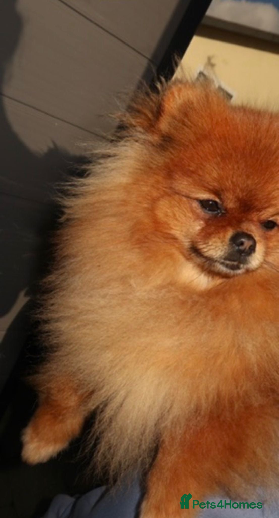 Pomeranian dogs for sale: 1 pom girl available  - Advert 2