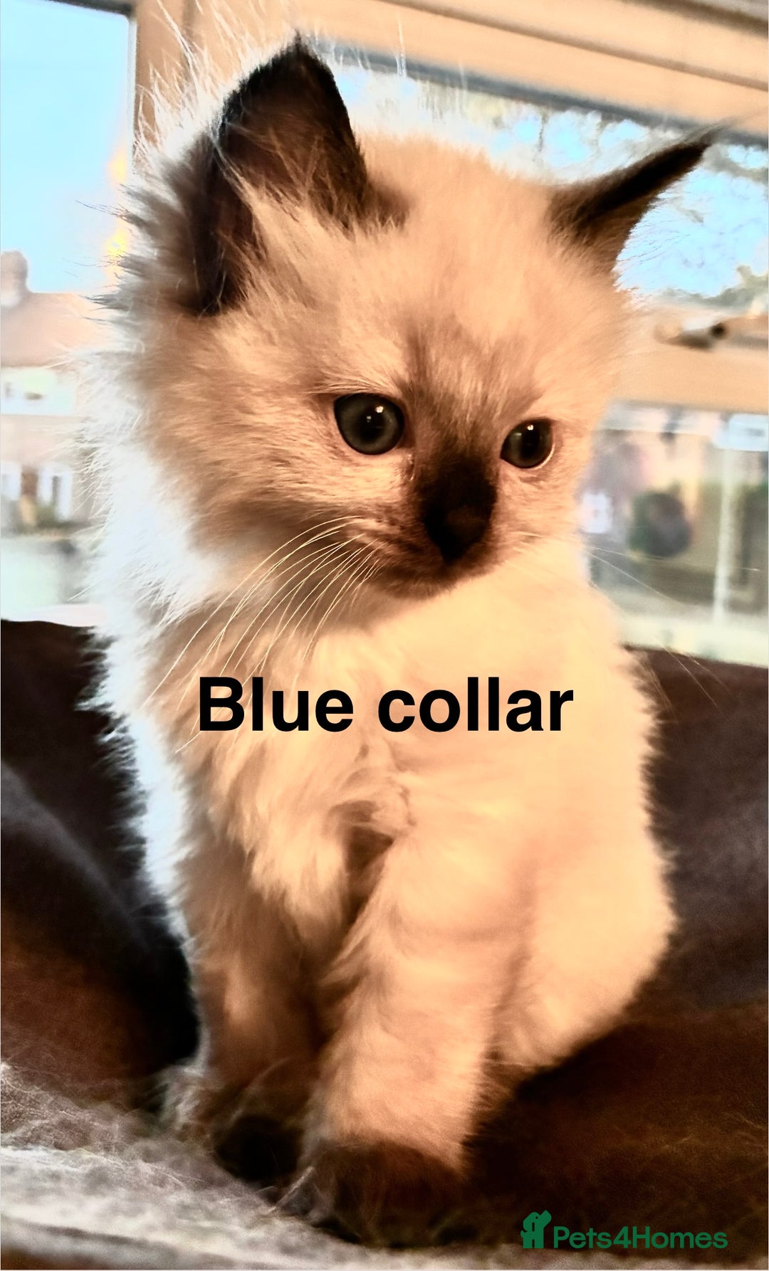 Ragdoll cats for sale: 4 Prebred Ragdolls kittens for sale - Image 2