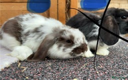 Mini Lop rabbits for sale: 1 Male baby rabbit ready to go now  - Image 4