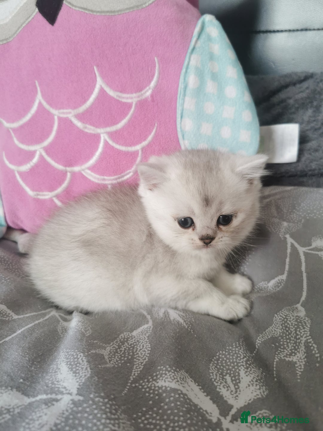 Scottish Fold cats for sale: Scottish Fold/Straight Kittens  - Image 30