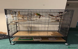 Conures birds for sale: 6 months old pineapple conure - Advert 4