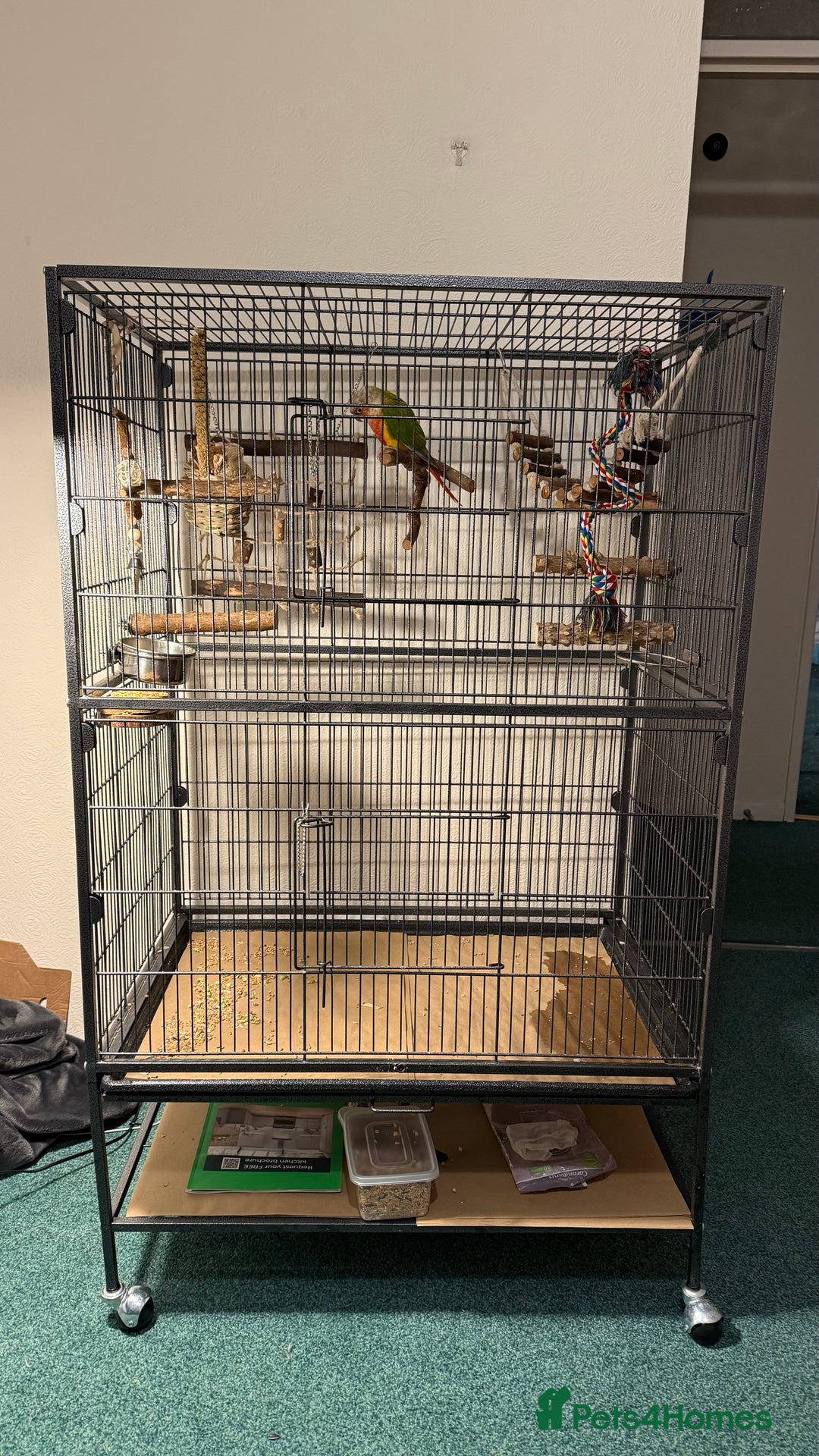 Conures birds for sale: 6 months old pineapple conure - Advert 4