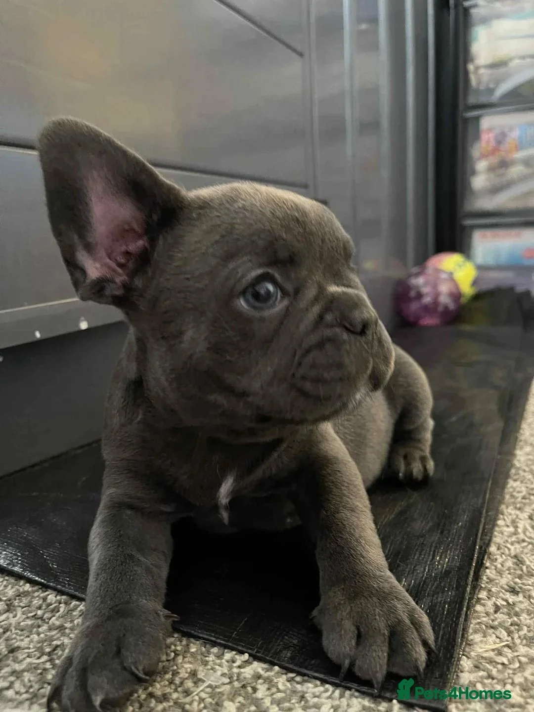 French Bulldog dogs for sale: Adorable French Bulldog Puppies – 2 Boys & 3 Girls in Aylesbury - Advert 2