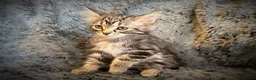 Mixed Breed cats for sale: 9 beautiful kittens looking for new homes  - Advert 3