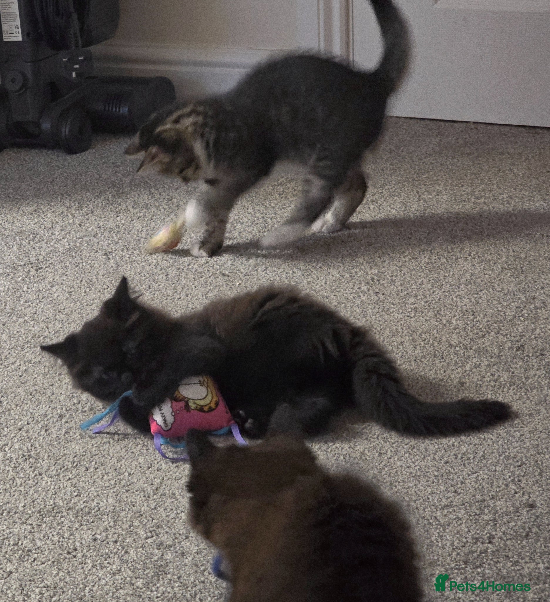 Mixed Breed cats Mainecoon cross tabby kittens £100 ONO - Advert 8