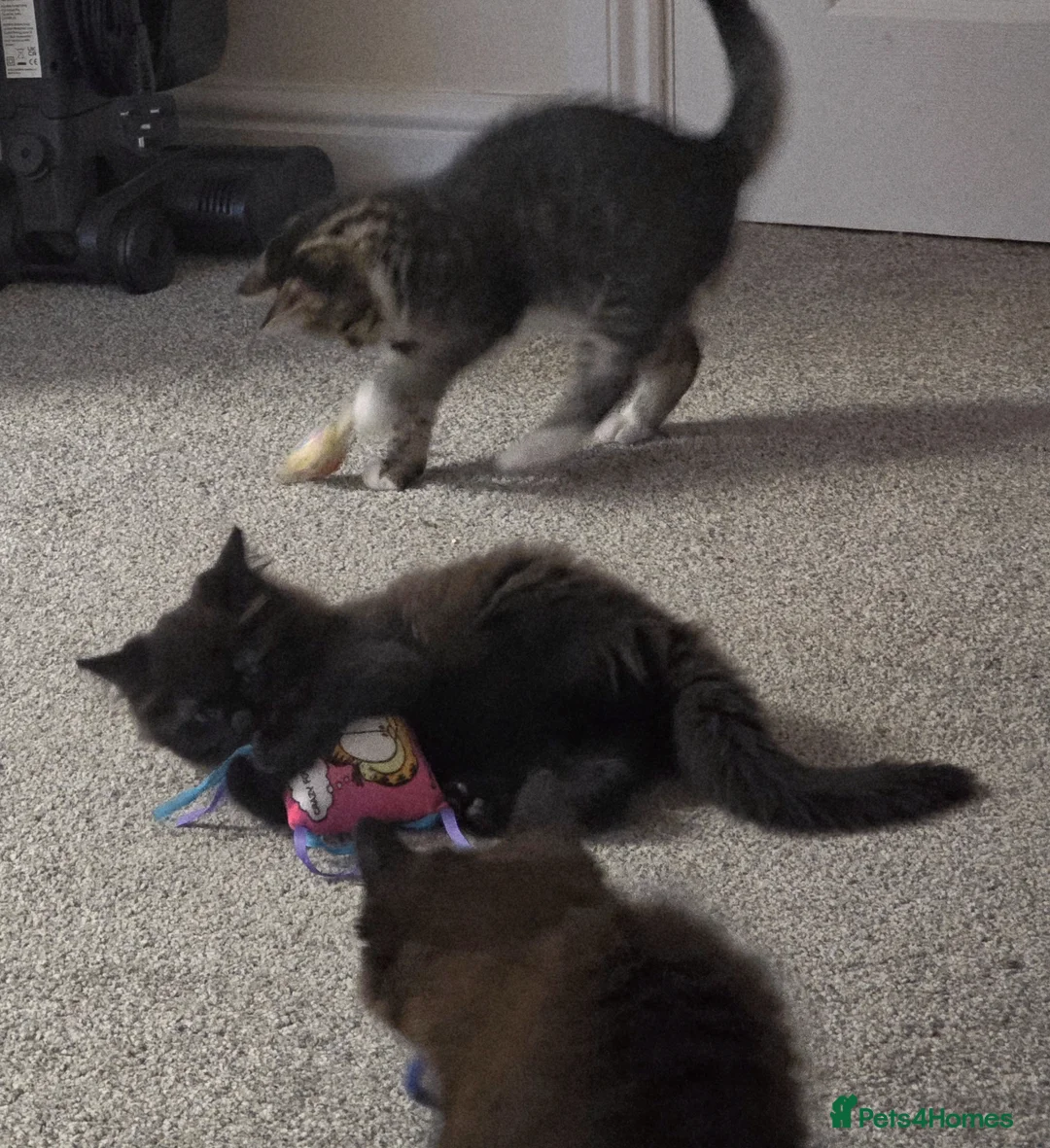 Mixed Breed cats for sale: Mainecoon cross tabby kittens £100 ONO - Advert 1