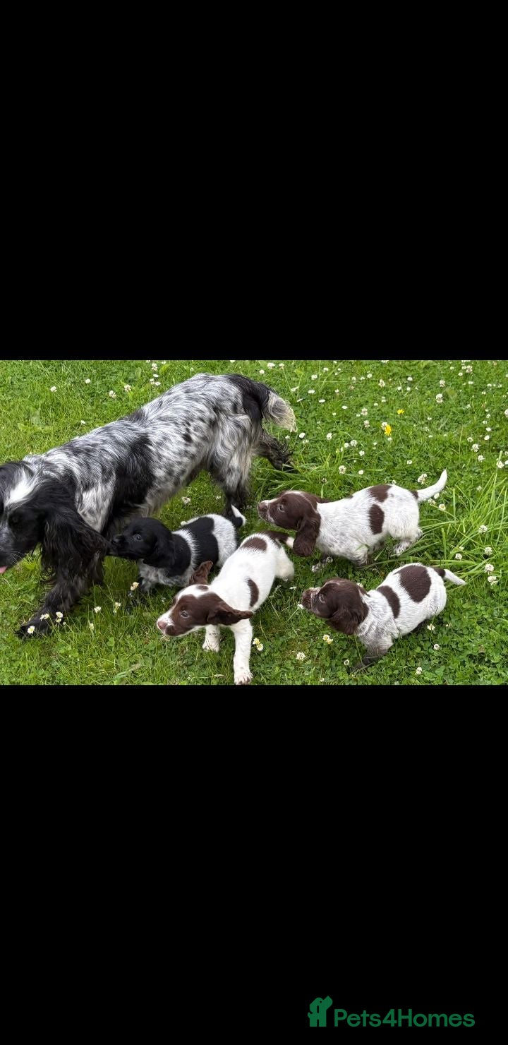 Cocker Spaniel dogs Cocker spaniel puppies - Advert 16