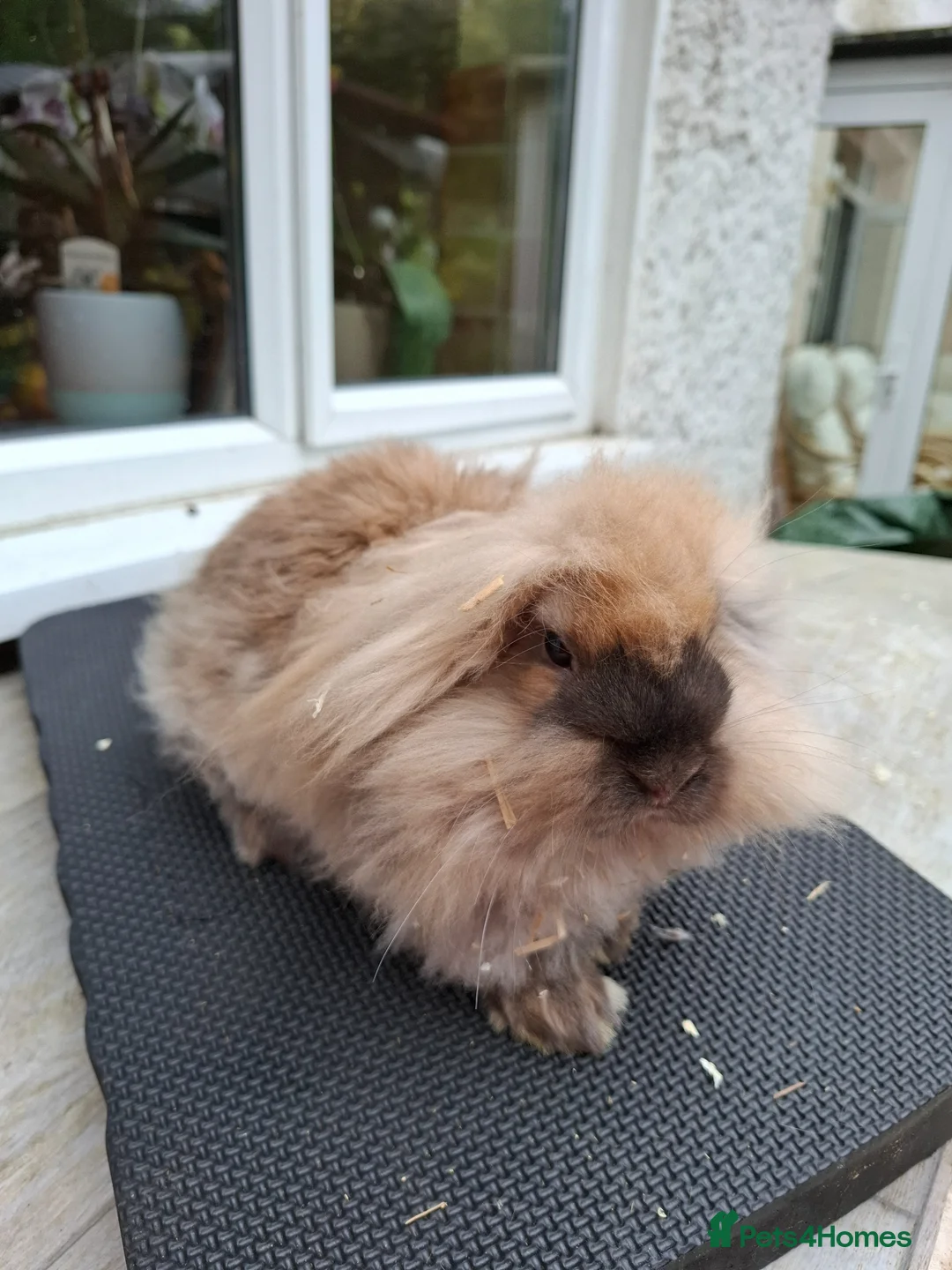 Mini Lop rabbits for sale: Mini Lops - Advert 2