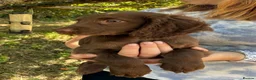 Sprocker dogs for sale: Gentle sprocker puppies - Advert 6