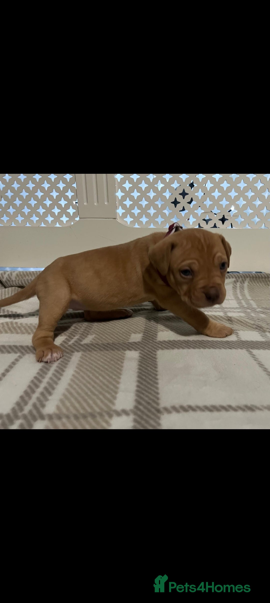 American Bulldog dogs for sale: American bulldogs puppies  - Advert 5