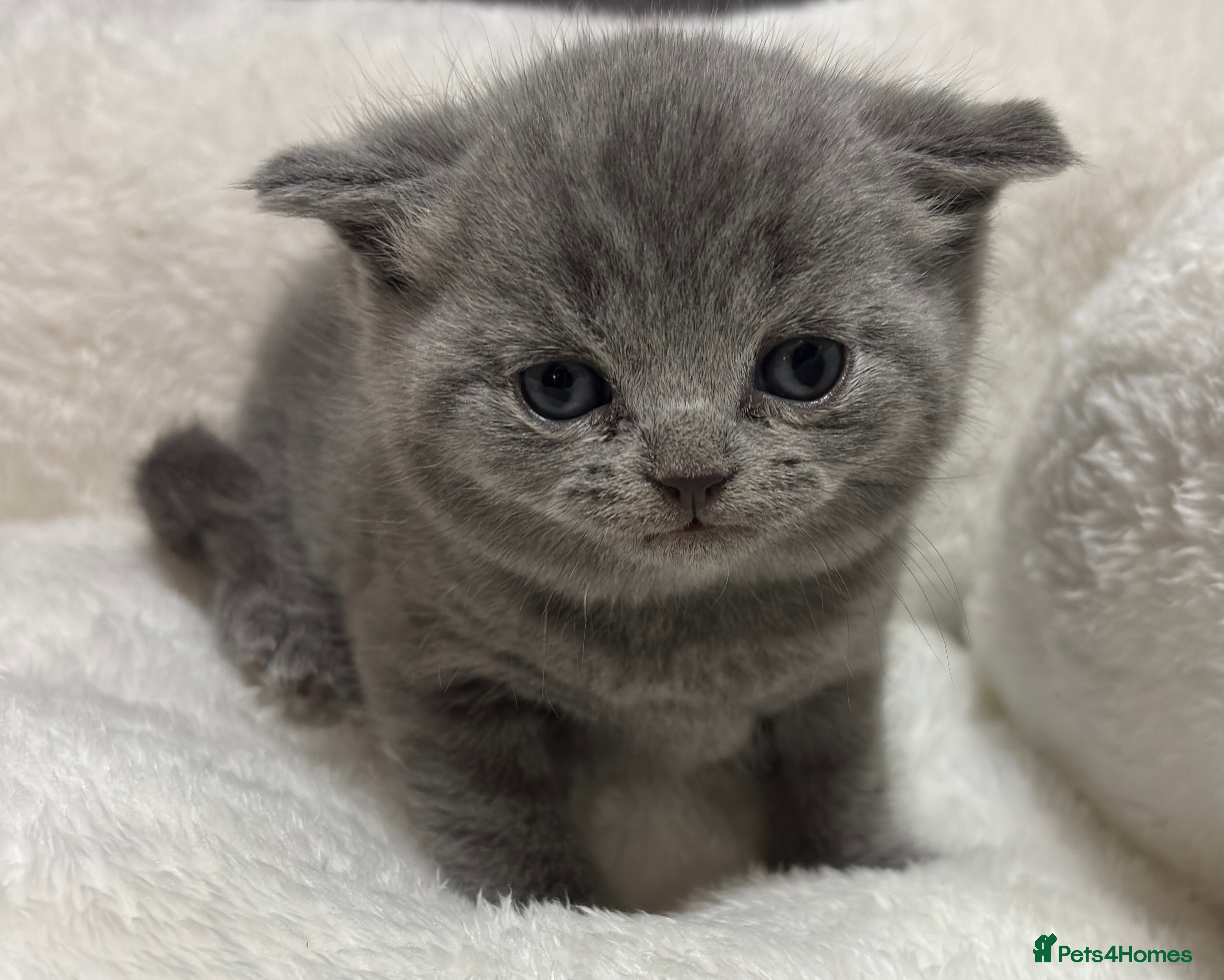 British Shorthair cats British short hair kittens - ONE BLUE FEMALE LEFT - Advert 8