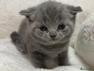 British Shorthair cats British short hair kittens - ONE BLUE FEMALE LEFT - Advert 4