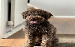 Lagotto Romagnolo dogs for sale: Exciting litter  - Image 2